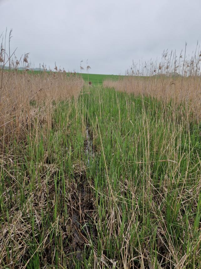 vysekání trasy plynového potrubí Heřmánky